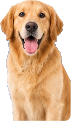 Hund als Motiv für die veterinärmedizinische Karriereplattform VetJobs24